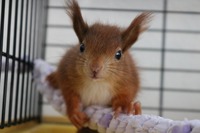 neugieriges Eichhörnchen  - Wildtierhilfe Schäfer 