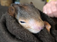 Eichhörnchen nach der Fütterung - Wildtierhilfe Schäfer 