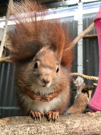 Eichhörnchen mit einem Ohr - Wildtierhilfe Schäfer 