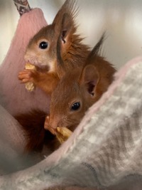 Eichhörnchen beim mümmeln - Wildtierhilfe Schäfer 