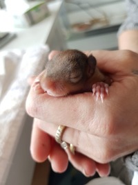 Eichhoernchen ca. 3 Wochen alt - Wildtierhilfe Schäfer 