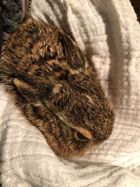 Feldhase in der Aufzucht - Wildtierhilfe Schäfer 