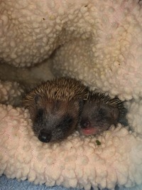 Igel nach der Fütterung - Wildtierhilfe Schäfer 