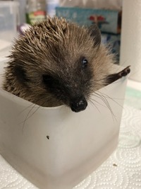 Igel beim wiegen - Wildtierhilfe Schäfer 