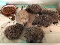 Igel beim fressen - Wildtierhilfe Schäfer 