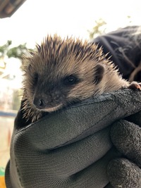 Igel zu spät im Jahr - Wildtierhilfe Schäfer 