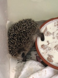 Igel nach dem fressen - Wildtierhilfe Schäfer 