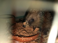 Igel während des fressens - Wildtierhilfe Schäfer 