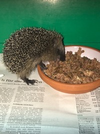 Igel beim essen - Wildtierhilfe Schäfer 