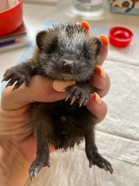 Igel in der Station - Wildtierhilfe Schäfer 