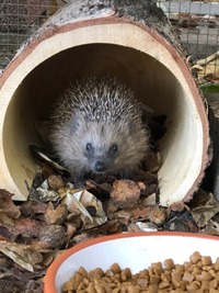 Igel vor dem Winterschlaf - Wildtierhilfe Schäfer 