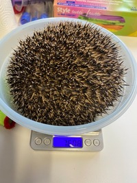 Igel vor der Auswilderung - Wildtierhilfe Schäfer 