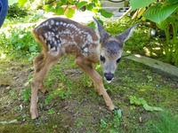 Rehkitz noch geschwächt - Wildtierhilfe Schäfer 