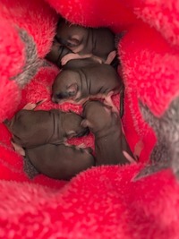 Gartenschläfer Baby - Wildtierhilfe Schäfer 