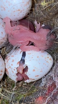 Meise beim schlupf - Wildtierhilfe Schäfer 