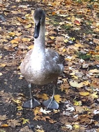 Jungschwan - Wildtierhilfe Schäfer 