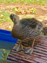 Stockente in der Aufzucht - Wildtierhilfe Schäfer 