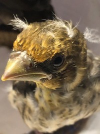 Kernbeisser - Wildtierhilfe Schäfer 