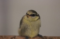 Blaumeise juvenil - Wildtierhilfe Schäfer 