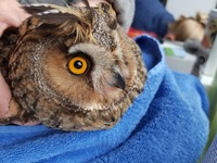 Waldkautz - Wildtierhilfe Schäfer 