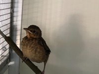 Amsel Juvenil - Wildtierhilfe Schäfer 