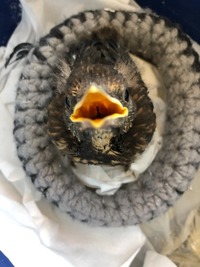 neugierige Amsel - Wildtierhilfe Schäfer 