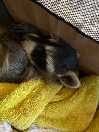 Waschbär beim entspannen - Wildtierhilfe Schäfer 