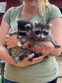 Waschbären - Wildtierhilfe Schäfer 