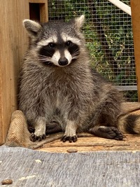 Waschbär sechs Monate alt - Wildtierhilfe Schäfer 