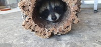 Waschbär beim spielen - Wildtierhilfe Schäfer 