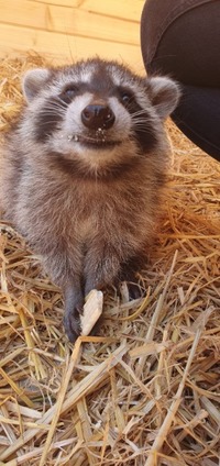 Waschbär mit Keks-lecker - Wildtierhilfe Schäfer 