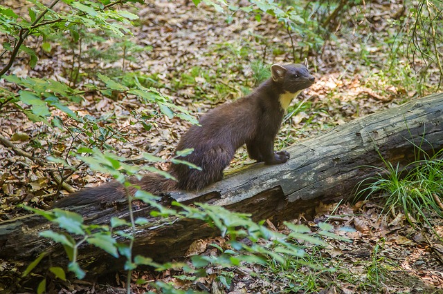 Baummarder