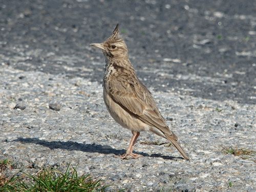 Feldlerche