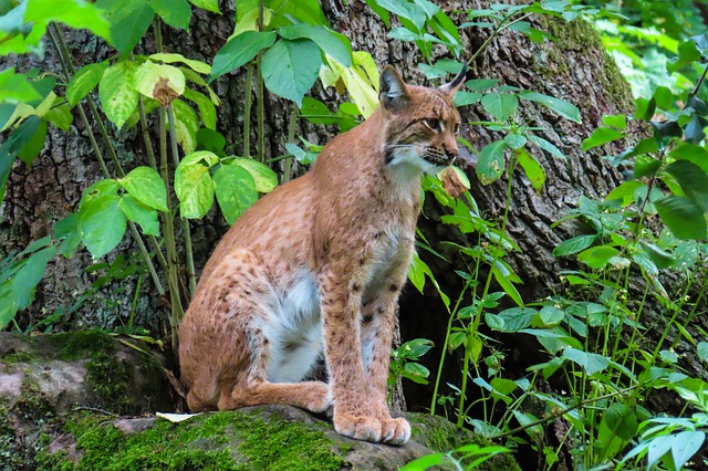 Luchs