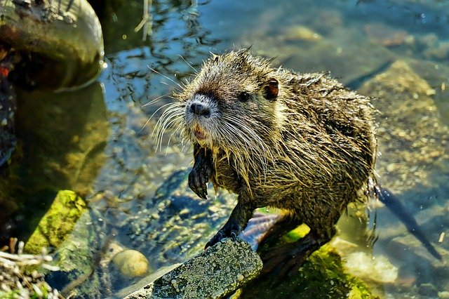Nutria