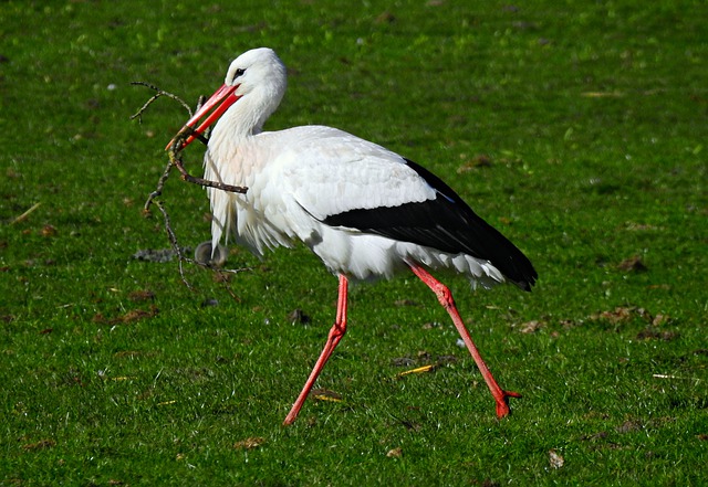 Storch