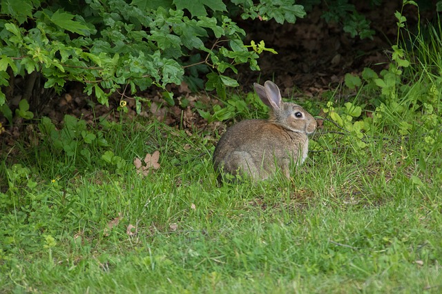 Wildkaninchen