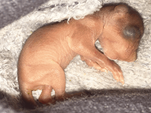 Eichhörnchen - Alter: ein paar Tage Eichhörnchen - Alter: ein paar Tage