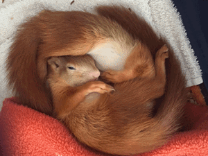 Eichhörnchen - ca. 8 Wochen Eichhörnchen - ca. 8 Wochen
